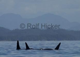 photo of CRW 5913