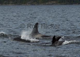 photo of CRW 6165