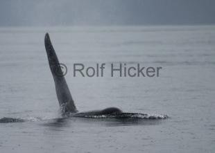 photo of CRW 6505