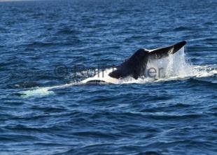 photo of CRW 7202