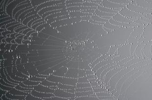 photo of spider web