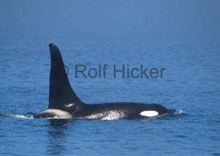 photo of CRW 7931