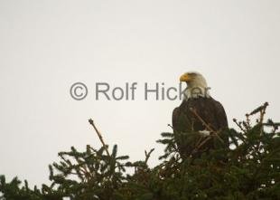 photo of Bald Eagle watching