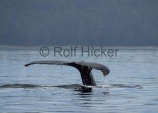 photo of CRW 8266