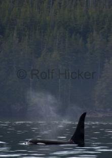 photo of CRW 8320