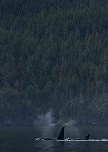 photo of CRW 8343