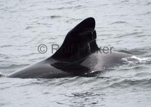 photo of Orca Whales CRW 8566