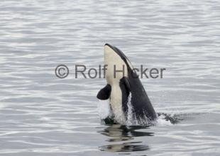 photo of orca A73 Springer Breaching