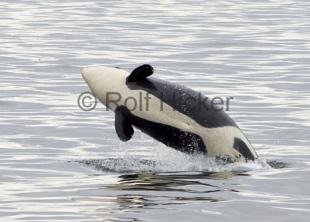 photo of Killer Whales CRW 8603