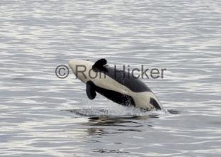 photo of killer whale pictures