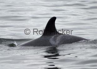 photo of orca killer whale saddlepatch