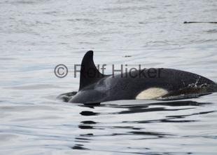 photo of Orphan Springer orcas whale pictures