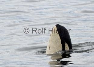 photo of A73 Springer killer whale photos
