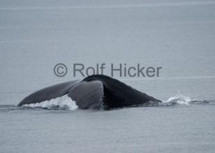 photo of CRW 8736