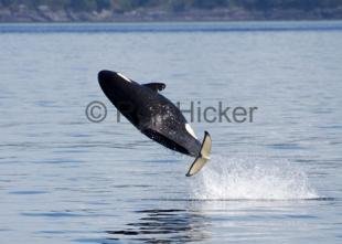 photo of Killer whale called springer breaching