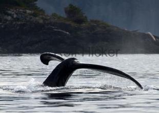 photo of black tail