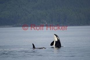 photo of Killer Whales traveling