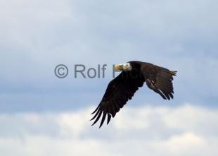 photo of Bald Eagle Photo Flying Bird