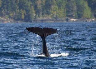 photo of CRW 9524