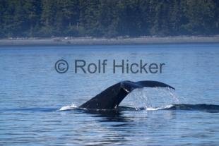 photo of Humpback Whale Tail Canada