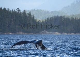 photo of CRW 9582