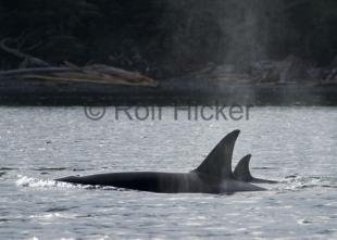 photo of CRW 9594