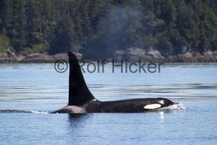 photo of Killer Whales CRW 9641