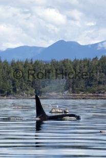photo of Orca Whales CRW 9685