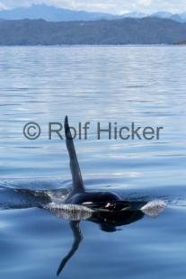 photo of Orca Whales CRW 9709