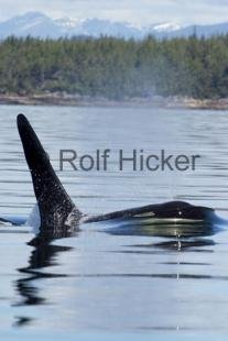 photo of Killer Whales CRW 9736