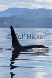 photo of Orca Whales CRW 9739