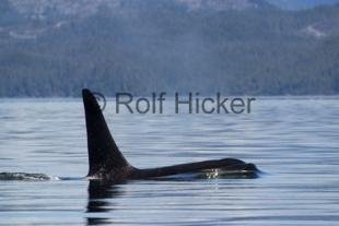 photo of Orca Whales CRW 9759