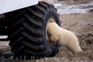 photo of Curious Polar Bear Wheel Well Picture