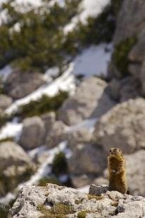 photo of Cute Brown Alpine Marmot