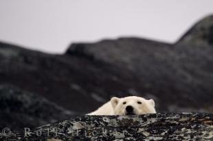 photo of Cute Polar Bear Resting Hudson Bay Churchill Manitoba