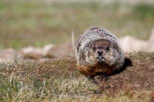 photo of Cute Woodchuck Picture Southern Labrador Canada