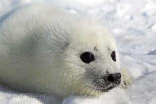 photo of cute baby photo