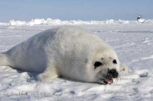 photo of Cute Baby Picture