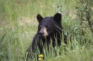photo of Cute Black Bear