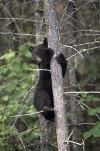 photo of cute black bears