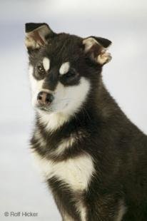 photo of Cute Husky Pup