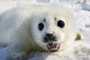 photo of Cute White Coat Harp Seal Baby Pup