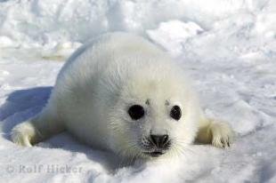 photo of Cute White Seal Animal Baby Ice Floes