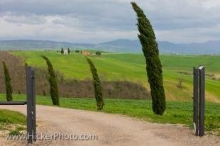 photo of Cypress Trees Tuscany Country Italy Europe