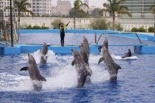 photo of Dancing Dolphins