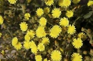 photo of Dandelions Valencia Spain