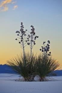 photo of Desert Sunset White Sands National Monument