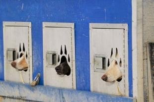 photo of dog mushing