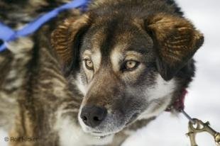 photo of Cute Looking Husky Dog Pictures