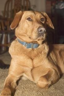 photo of Pictures Of Dogs